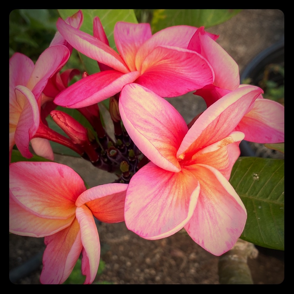 Meet your Posher, Connie